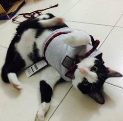 Kitty Cat Harness Offer